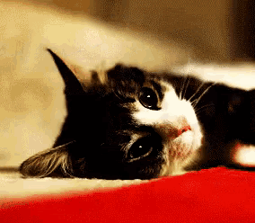 a black and white cat laying on a bed