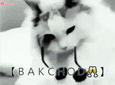 a black and white photo of a cat with the word bakchoda written on the bottom