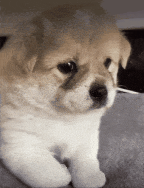 a brown and white puppy is laying on a blanket
