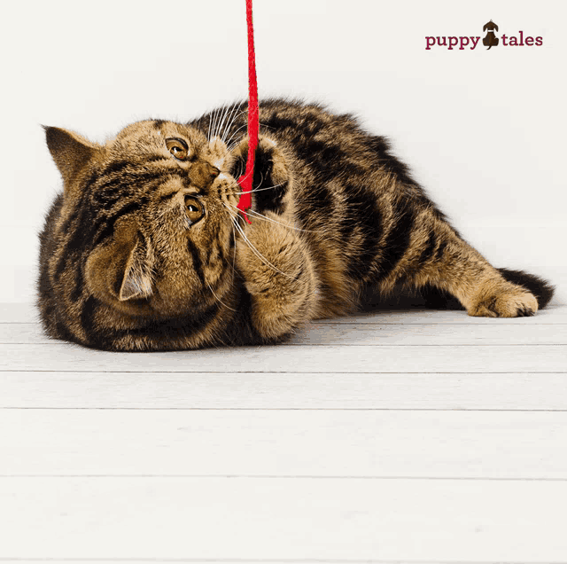 a cat is playing with a red string and the words puppy tales are on the bottom