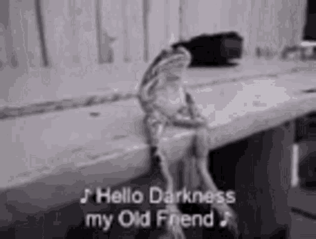 Hello Darkness My Old Friend GIF - Hello Darkness My Old Friend Frog GIFs