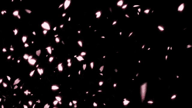 cherry blossom petals falling on a black background .