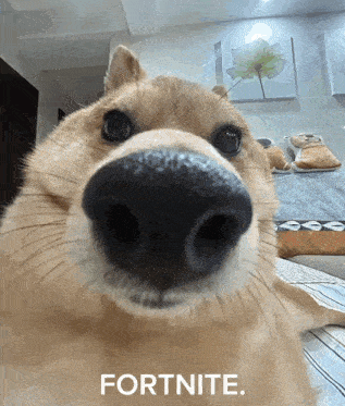 a close up of a dog 's nose with the word fortnite behind it