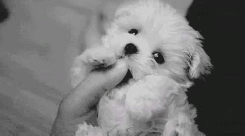 Dog Puppy GIF - Dog Puppy Adorable GIFs