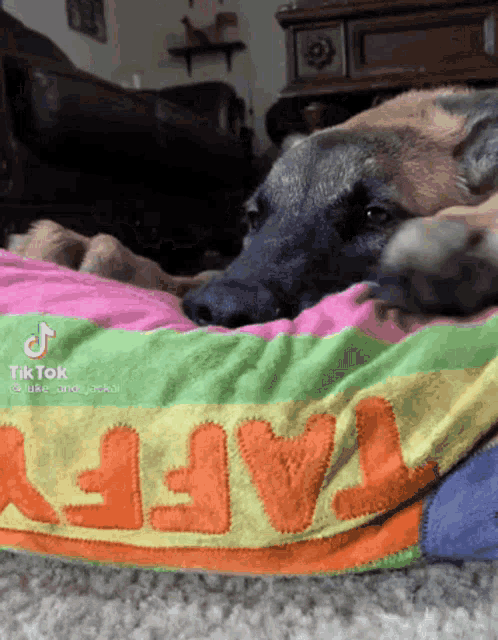 a dog is laying on a colorful blanket with the word taffy on it
