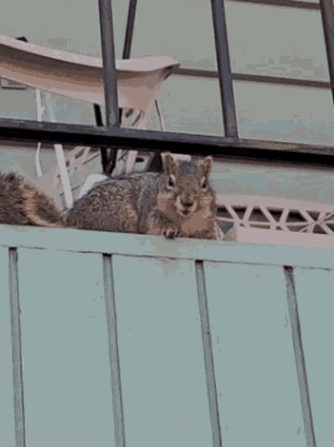 a squirrel is sitting on a blue fence
