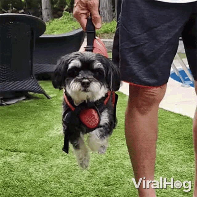 Practicing To Swim Viralhog GIF - Practicing To Swim Viralhog Dog Paddles GIFs
