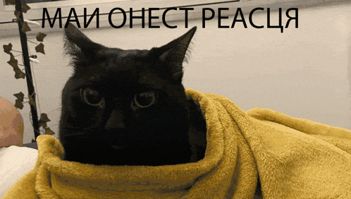 a black cat is wrapped in a yellow blanket with the words " май онест реакция " in the background