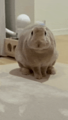 a small rabbit is sitting on a white blanket on the floor .