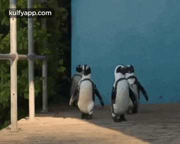 a group of penguins are walking in a line on a sidewalk .