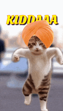 a cat wearing an orange turban with the word kiddaa written above it