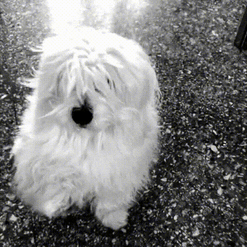 Carmelo Zampa Dog Gives Paw GIF - Carmelo Zampa Dog Gives Paw Cane Dà La Zampa GIFs
