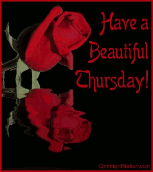a picture of two red roses with the words " have a beautiful thursday "