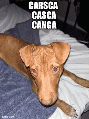 a brown dog laying on a bed with the words carsca casca canga written above it