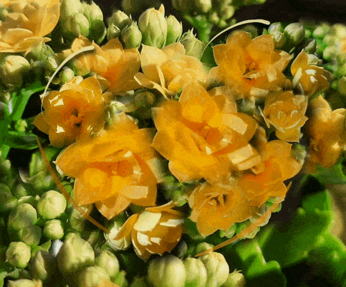 a bunch of yellow flowers with green stems