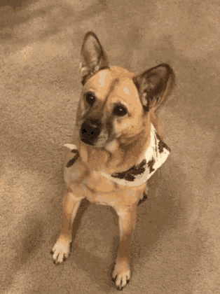 a brown dog wearing a white bandana is laying on the floor .