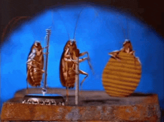 three cockroaches are standing next to each other on a bottle cap