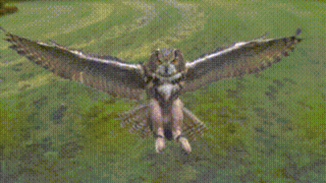 Owl Attack GIF - Owl Attack Glade GIFs