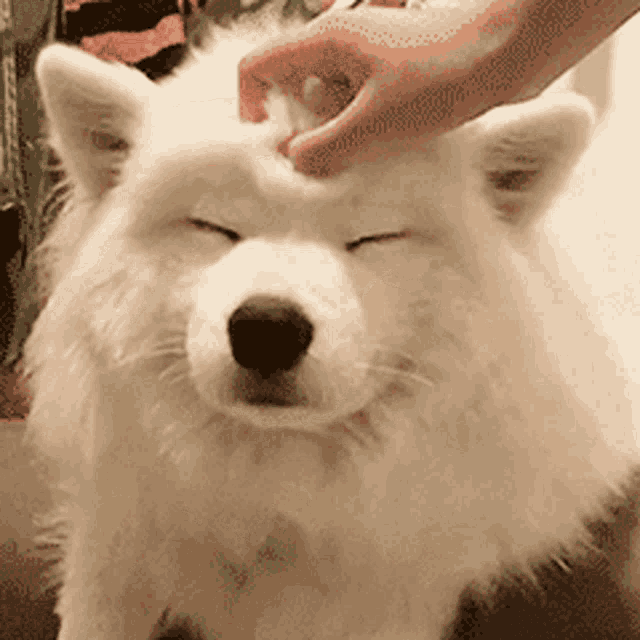 a person is petting a white dog 's head with their eyes closed