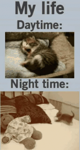 Cant Sleep Cat GIF