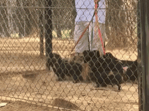 a chain link fence with a person walking a dog