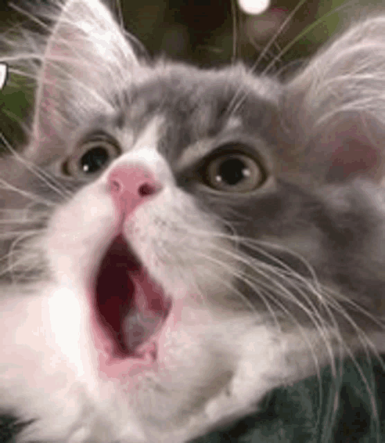 a close up of a gray and white cat with its mouth wide open .