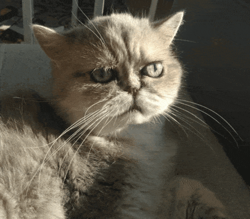 a close up of a cat with long whiskers