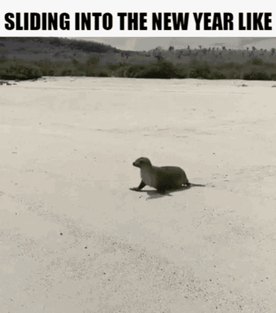 New Year Seal GIF - New Year Seal Flop GIFs