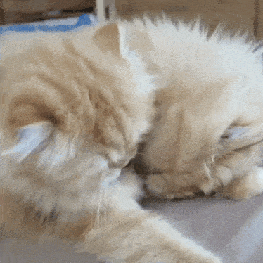 a fluffy cat is laying on a bed and cleaning itself