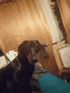 a dachshund looking at the camera with a blurry background