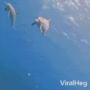Swimming Dolphins Viralhog GIF - Swimming Dolphins Dolphin Viralhog GIFs