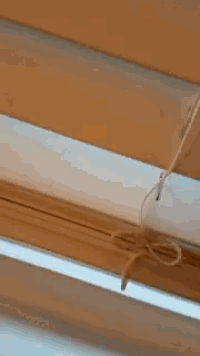 a frog is looking out of a window blind