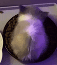 a cat is laying on top of a plate of food on a table .