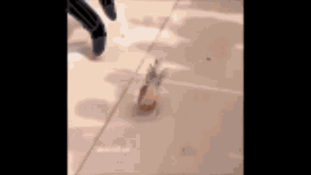 a squirrel is walking on a tiled floor next to a person .