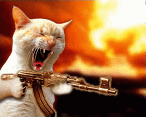 Gatooo Cat GIF - Gatooo Cat Gun GIFs