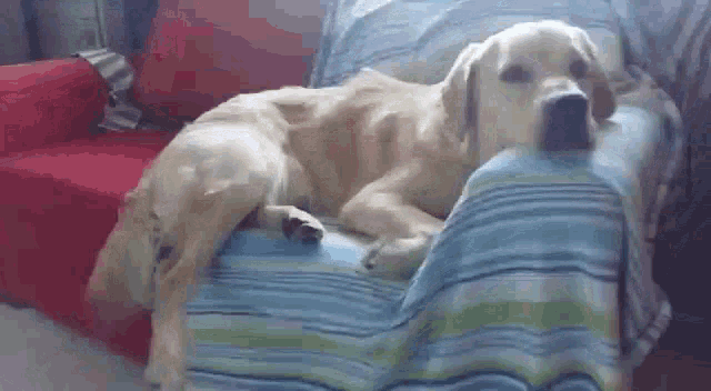 Golden Retriever Dog GIF - Golden Retriever Dog Golden GIFs