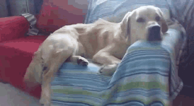 a dog is laying on a couch with a blue blanket .