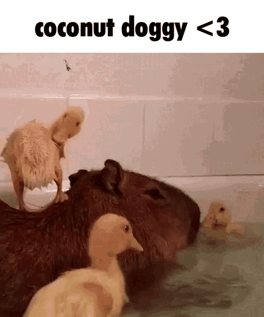 Capybara Coconut Dog GIF - Capybara Coconut Dog Uwu GIFs