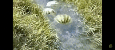 a group of watermelons are swimming in a stream of water .