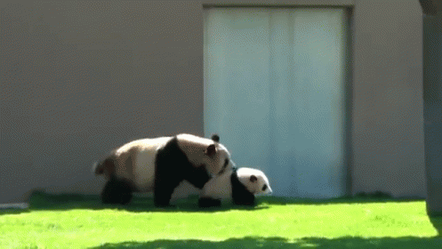 Panda Wrangling GIF - Animals Panda Baby GIFs