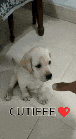a puppy is being petted by a person and the words cutieee are above it