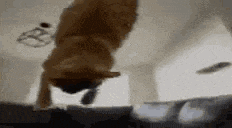 a cat is hanging upside down in a living room .