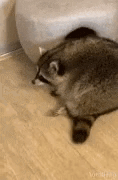 a raccoon is walking on a wooden floor next to a bowl of water .