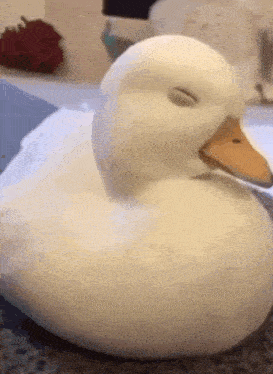 a white duck with its eyes closed is sitting on a bed .