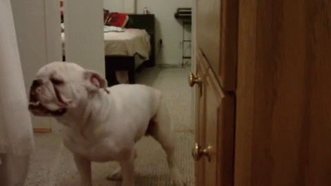 "No Way Am I Going In There!" GIF - Dog Backup Scared GIFs