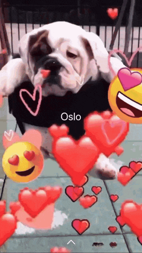 a bulldog wearing a black shirt with oslo on it is surrounded by hearts and emojis .