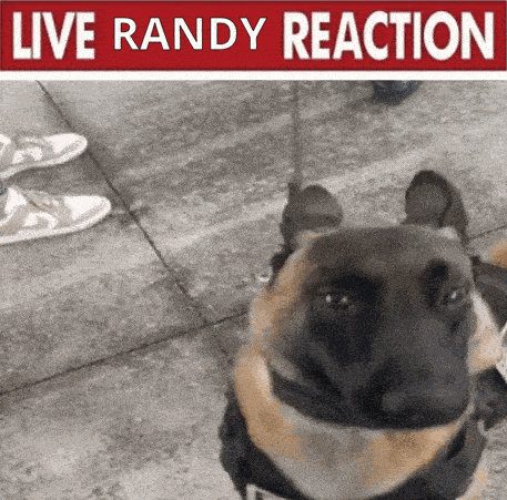 a picture of a dog with a live randy reaction sign above it