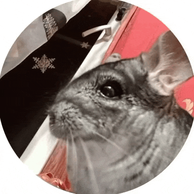 a close up of a chinchilla in a circle with snowflakes on it