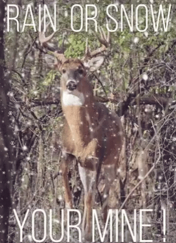 Camouflage Hunting GIF - Camouflage Hunting Youre Mine GIFs
