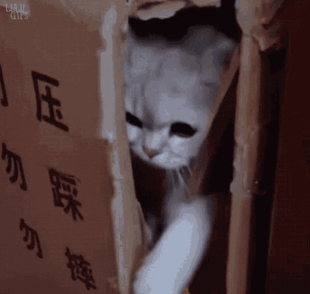a cat is peeking out of a cardboard box with chinese characters on it